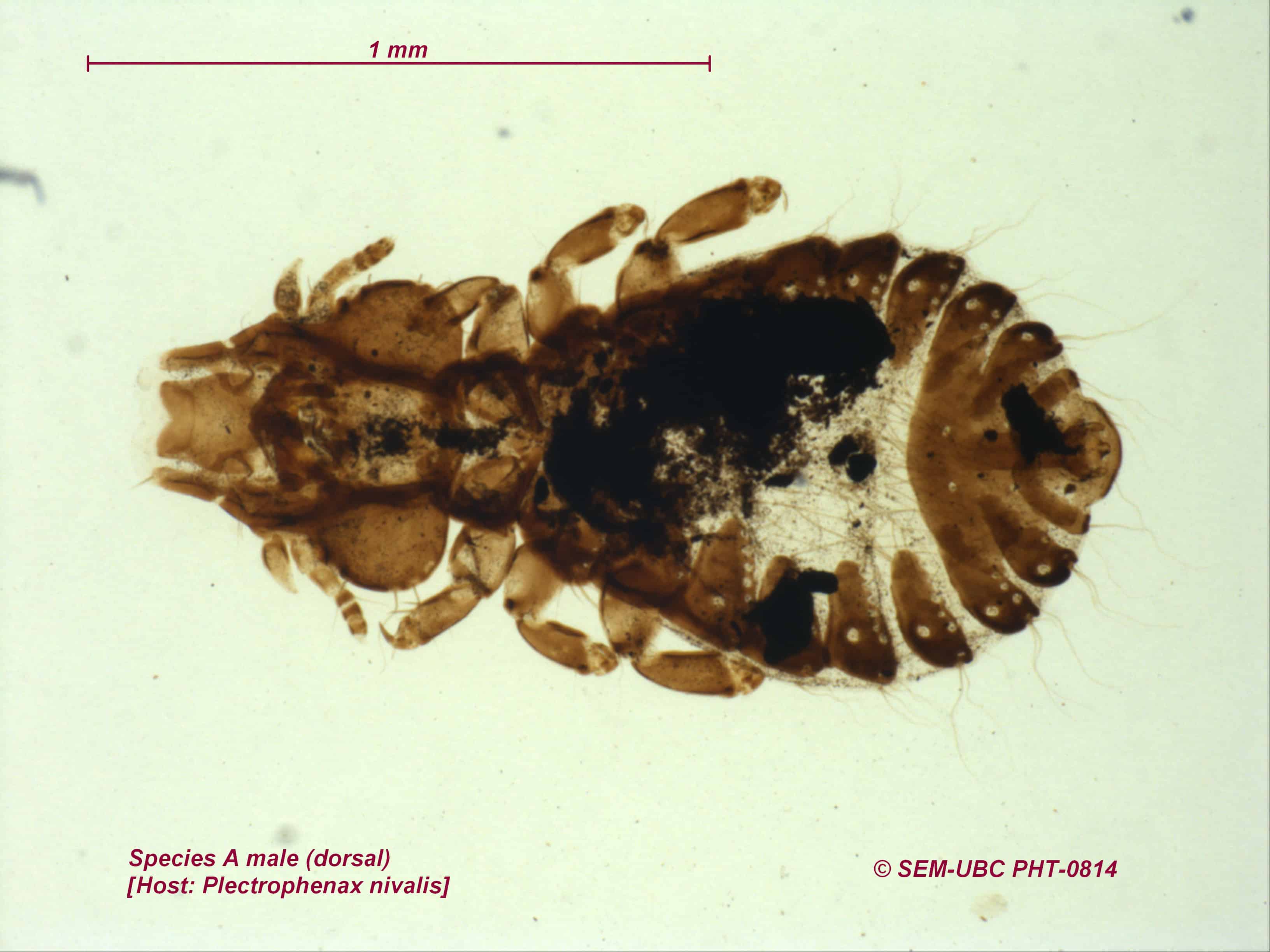 Calcariidae